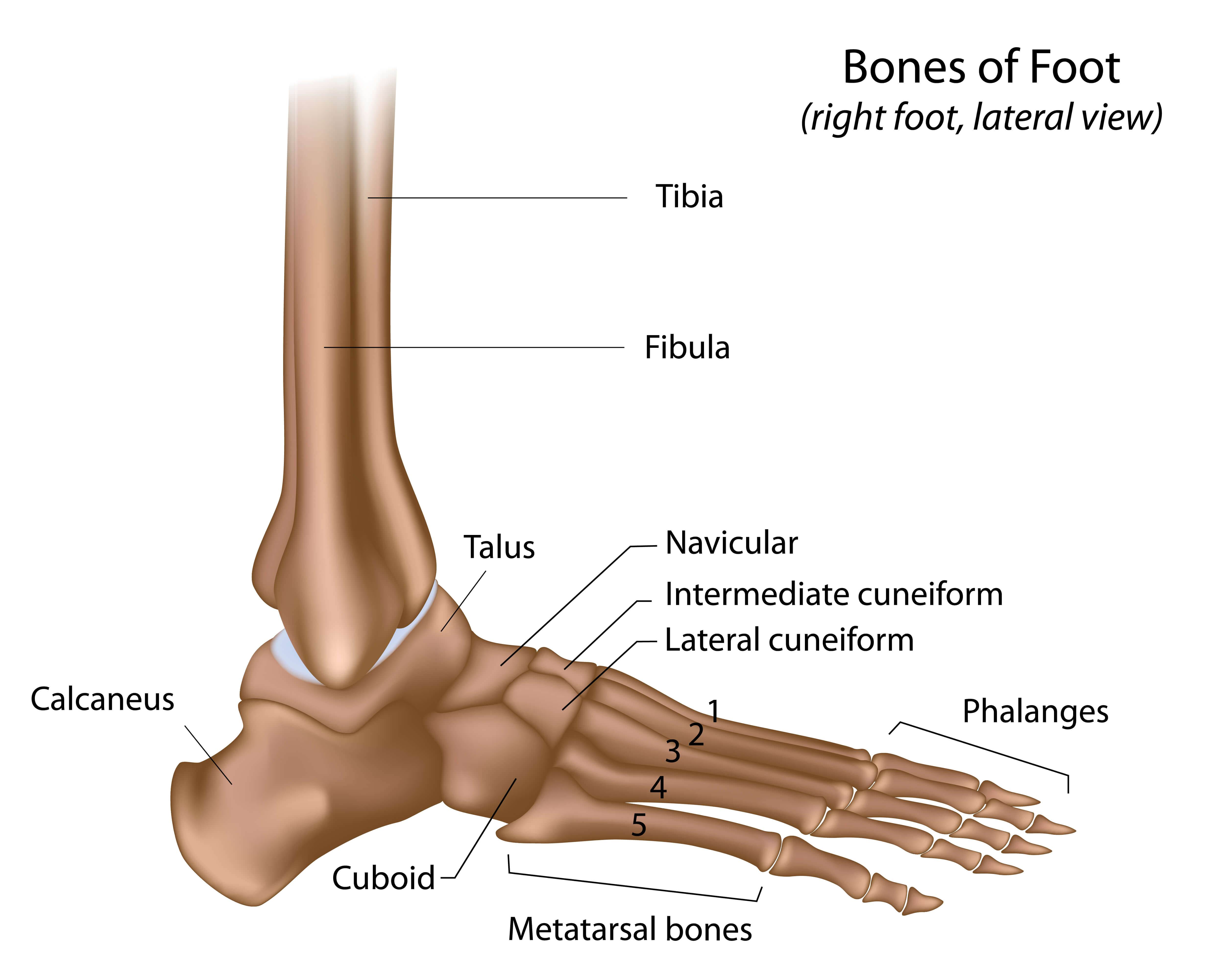 foot_anatomy (1)