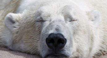 The power of a good nap